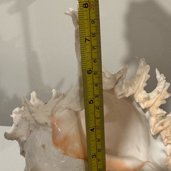 Vintage Large Shell from Okinawa Japan - Picture 10 of 11